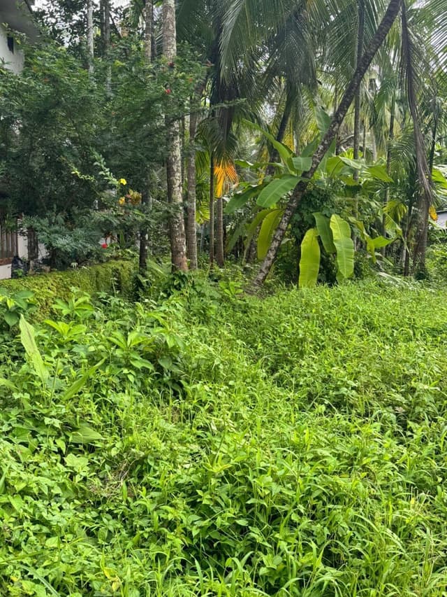Commercial Plot For Rent - Kozhikode